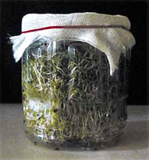 Sprouts_In_A_Jar